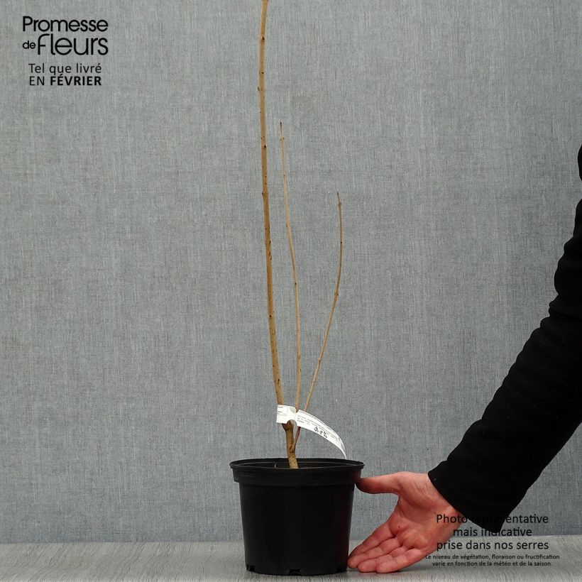 Exemplar von Japanischer Losbaum Fargesii - Clerodendrum trichotomum Topf mit 3L/4L wie im Winter geliefert