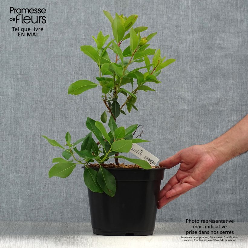 Exemplar von Arbutus andrachne - Zyprischer Erdbeerbaum Topf mit 4L/5L wie im Frühjahr geliefert