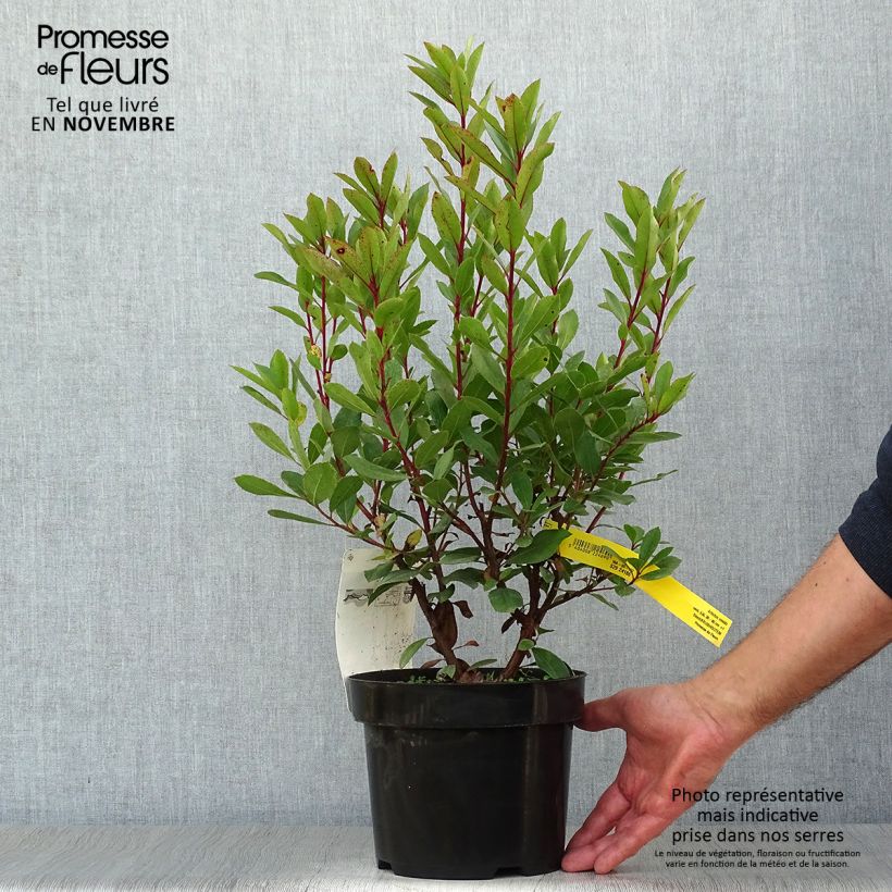 Exemplar von Westlicher Erdbeerbaum - Arbutus unedo Topf mit 2L/3L wie im Herbst geliefert