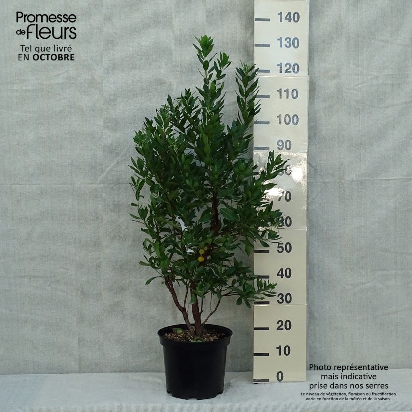 Exemplar von Arbutus unedo Compacta - Westlicher Erdbeerbaum Topf mit 7,5L/10L wie im Herbst geliefert