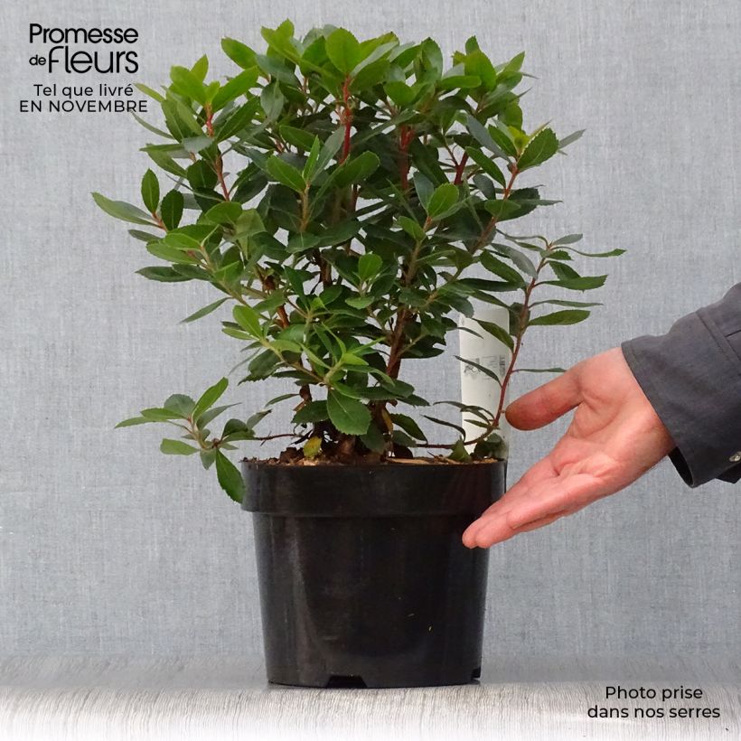 Exemplar von Arbutus unedo Compacta - Westlicher Erdbeerbaum Topf mit 2L/3L wie im Herbst geliefert