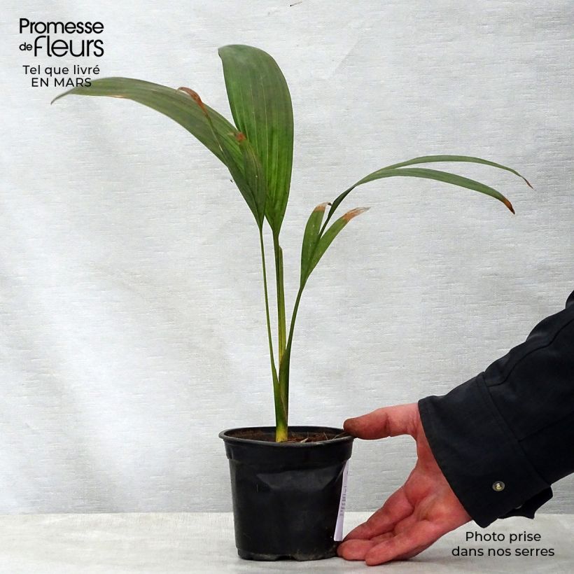 Exemplar von Archontophoenix maxima - Maximale Königspalme Topf 12 cm / 13 cm wie im Frühjahr geliefert