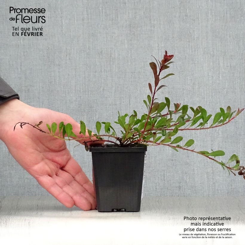 Exemplar von Arctostaphylos uva-ursi - Echte Bärentraube Kleine Töpfe von 8/9 cm wie im Winter geliefert