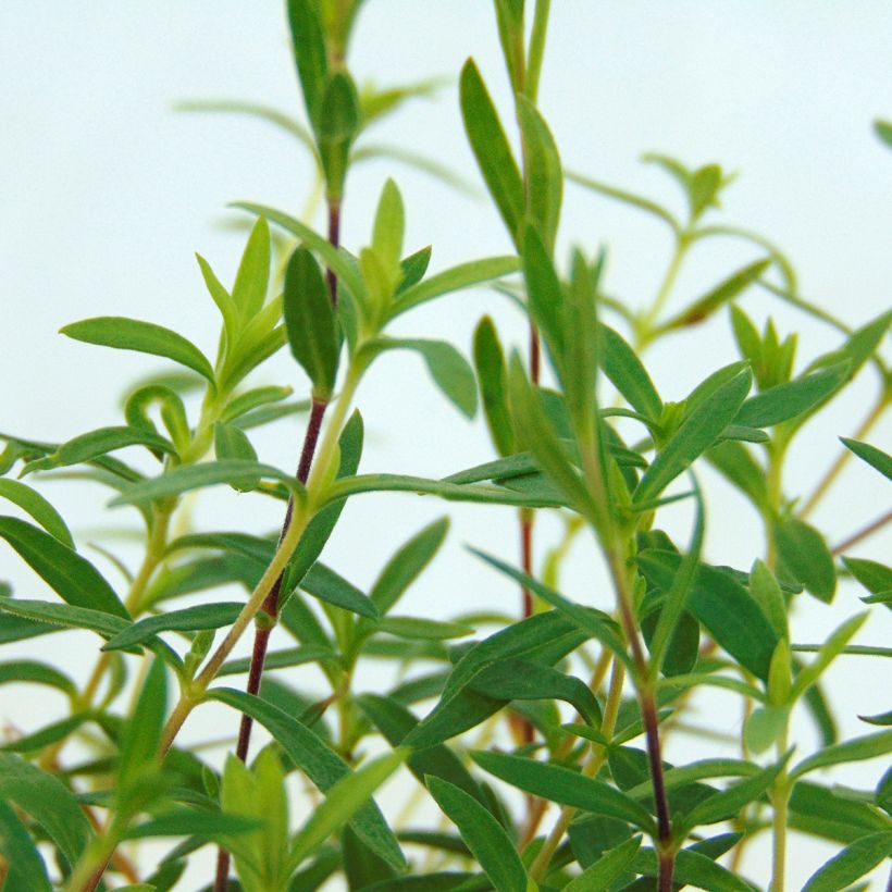 Arenaria montana - Berg-Sandkraut (Laub)