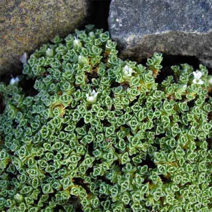 Arenaria tetraquetra subsp. granatensis - Sandkraut (Hafen)