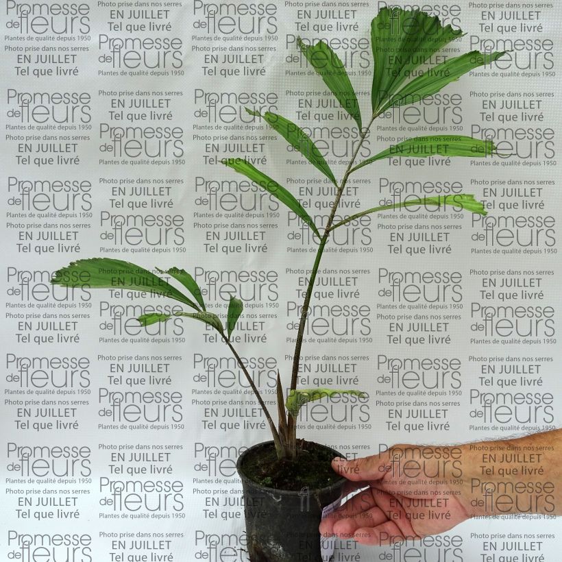 Exemplar von Arenga englerii - Englers Zuckerpalme Topf 12 cm / 13 cm wie im Sommer geliefert