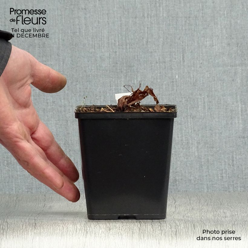 Exemplar von Arisaema costatum - Feuerkolben Kleine Töpfe von 8/9 cm wie im Winter geliefert