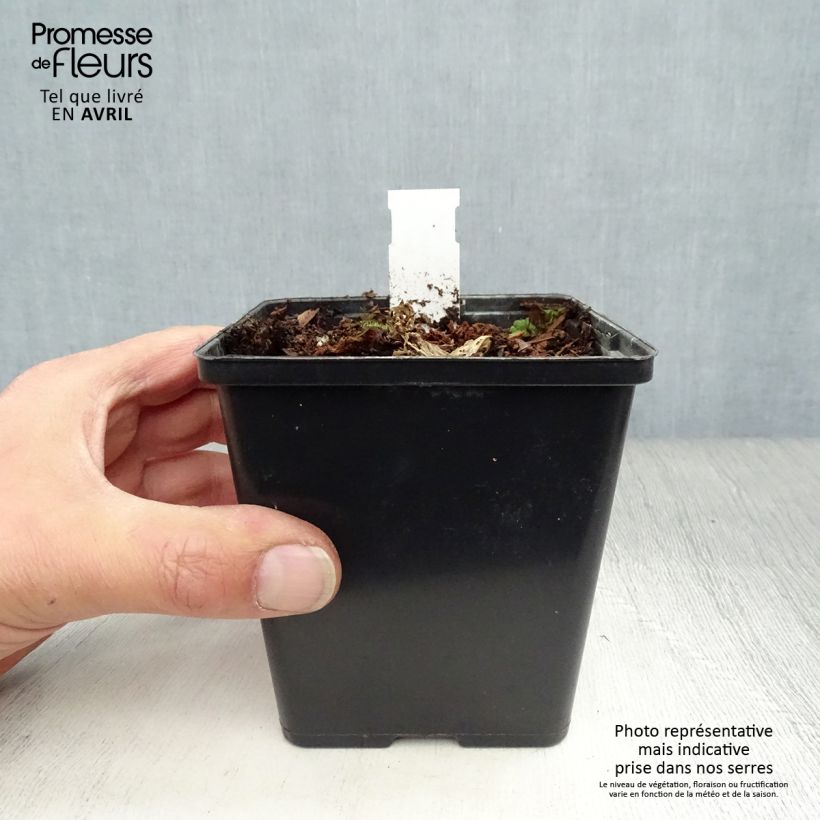 Exemplar von Arisaema costatum - Feuerkolben Kleine Töpfe von 8/9 cm wie im Frühjahr geliefert