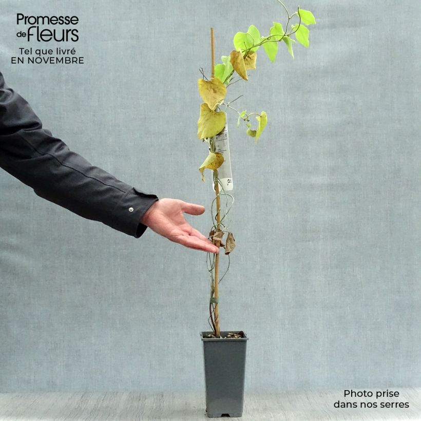 Exemplar von Aristolochia macrophylla - Windende Osterluzei Topf mit 2L/3L wie im Herbst geliefert