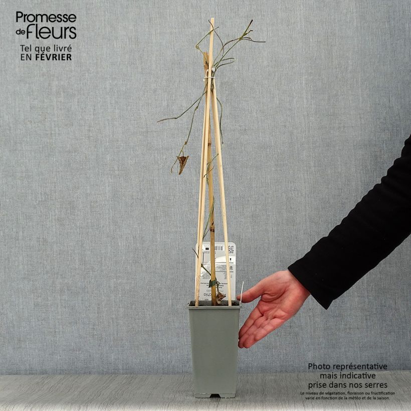 Exemplar von Aristolochia macrophylla - Windende Osterluzei Topf mit 2L/3L wie im Winter geliefert