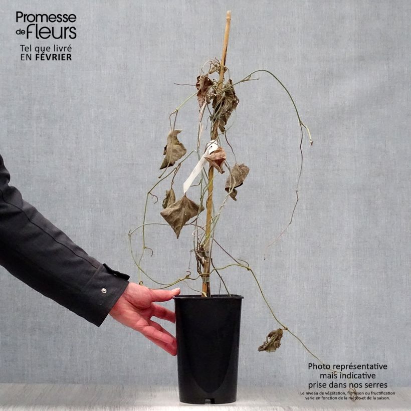 Exemplar von Aristolochia macrophylla - Windende Osterluzei Topf mit 1L/1,5L wie im Winter geliefert