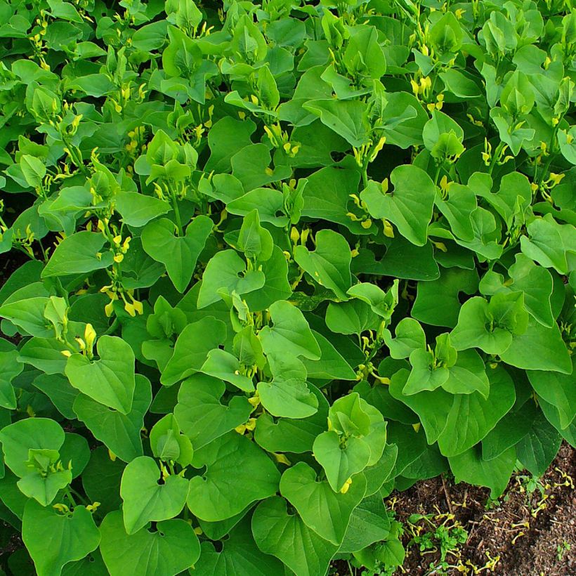 Aristolochia clematitis - Gemeine Osterluzei (Hafen)
