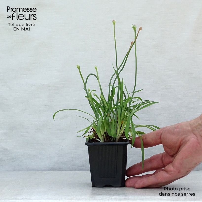 Exemplar von Armeria pseudarmeria Ballerina Lilac - Strand-Grasnelke Kleine Töpfe von 8/9 cm wie im Frühjahr geliefert