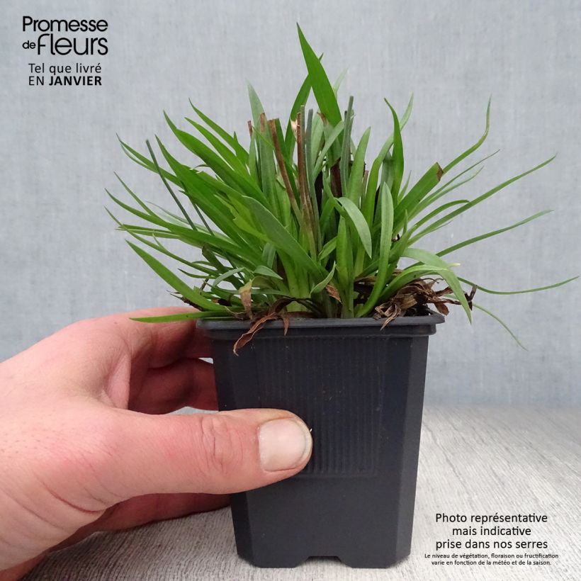 Exemplar von Armeria pseudarmeria Ballerina Lilac - Strand-Grasnelke Kleine Töpfe von 8/9 cm wie im Winter geliefert