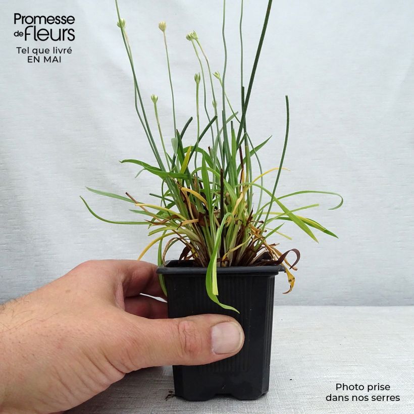 Exemplar von Armeria pseudarmeria Ballerina Red - Strand-Grasnelke Kleine Töpfe von 8/9 cm wie im Frühjahr geliefert