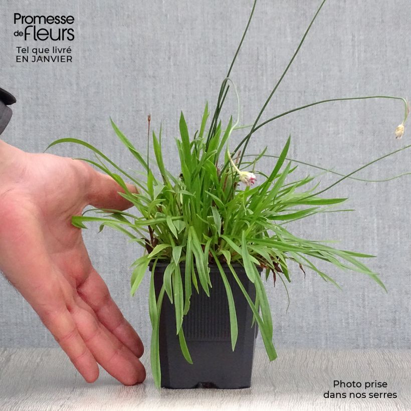 Exemplar von Armeria pseudarmeria Ballerina Red - Strand-Grasnelke Kleine Töpfe von 8/9 cm wie im Winter geliefert