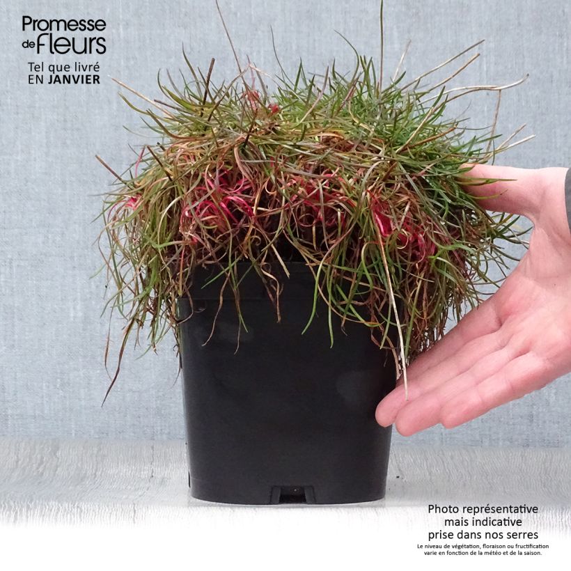 Exemplar von Armeria pseudarmeria Ballerina Red - Strand-Grasnelke Topf mit 2L/3L wie im Winter geliefert