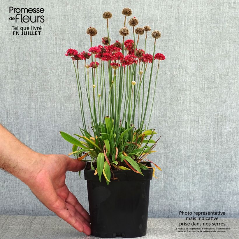 Exemplar von Armeria pseudarmeria Ballerina Red - Strand-Grasnelke Topf mit 2L/3L wie im Sommer geliefert