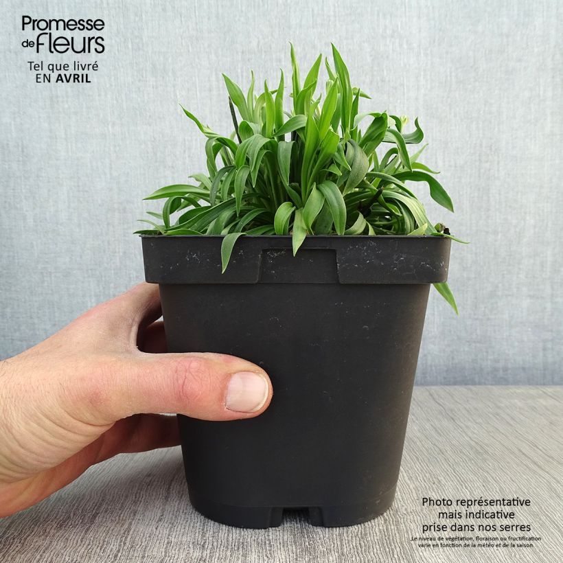 Exemplar von Armeria pseudarmeria Ballerina Red - Strand-Grasnelke Topf mit 2L/3L wie im Frühjahr geliefert