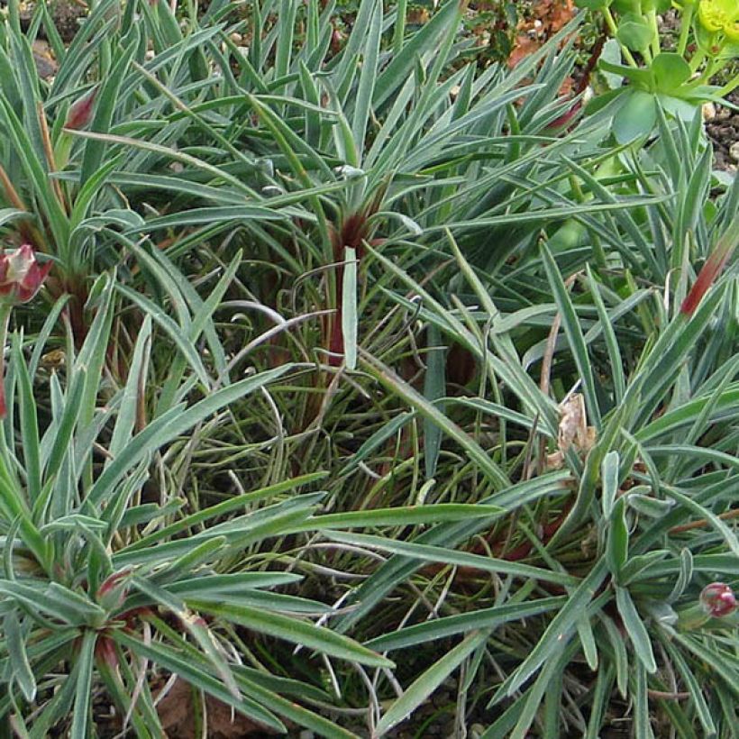 Armeria welwitschii - Portugiesische Grasnelke (Laub)