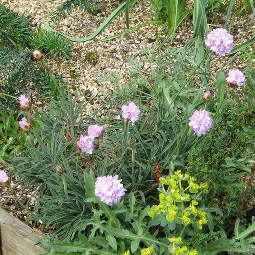 Armeria welwitschii - Portugiesische Grasnelke (Hafen)