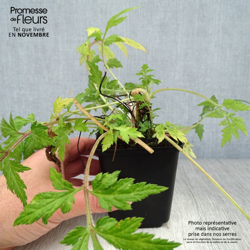 Exemplar von Weißblühender Beifuß - Artemisia lactiflora Kleine Töpfe von 8/9 cm wie im Herbst geliefert