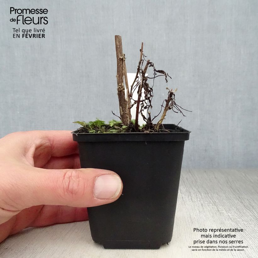 Exemplar von Weißblühender Beifuß - Artemisia lactiflora Kleine Töpfe von 8/9 cm wie im Winter geliefert