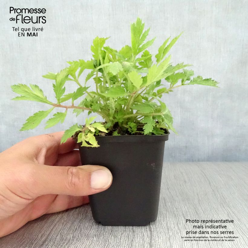 Exemplar von Weißblühender Beifuß - Artemisia lactiflora Kleine Töpfe von 8/9 cm wie im Frühjahr geliefert