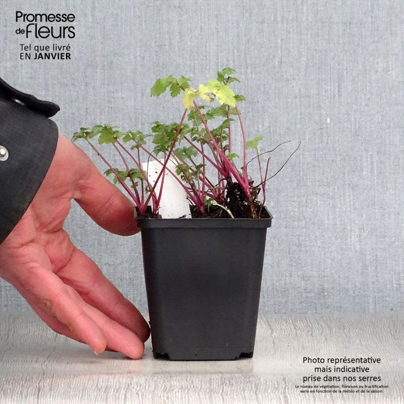 Exemplar von Elfenraute Guizhou - Artemisia lactiflora Kleine Töpfe von 8/9 cm wie im Winter geliefert