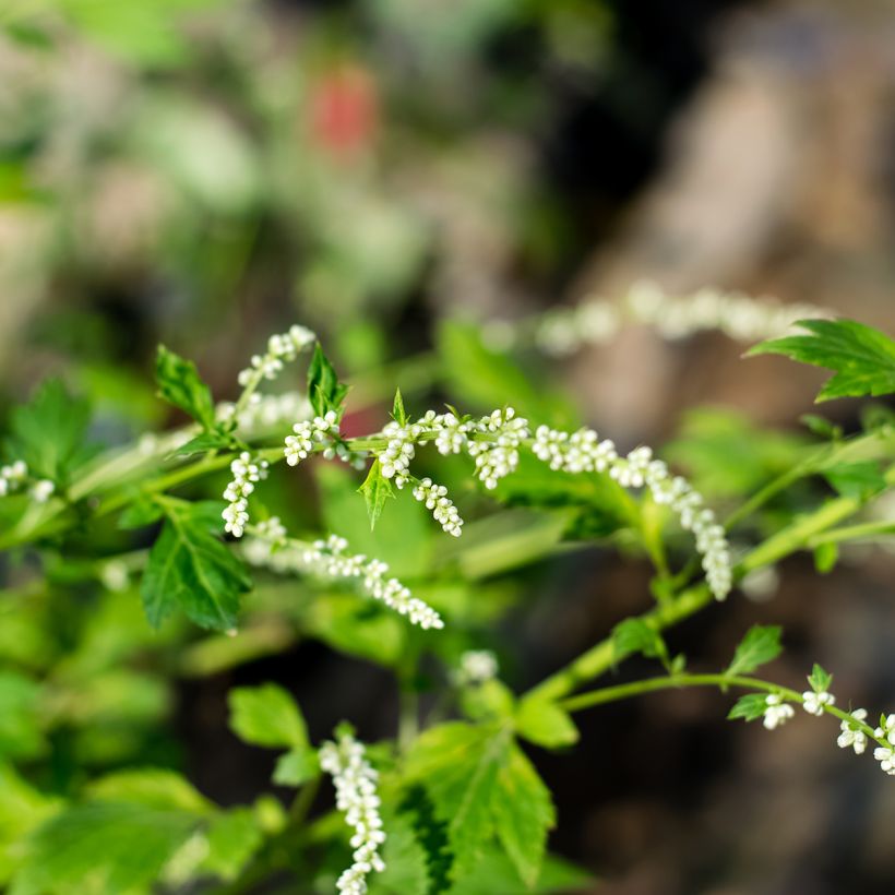 Weißblühender Beifuß - Artemisia lactiflora (Blüte)