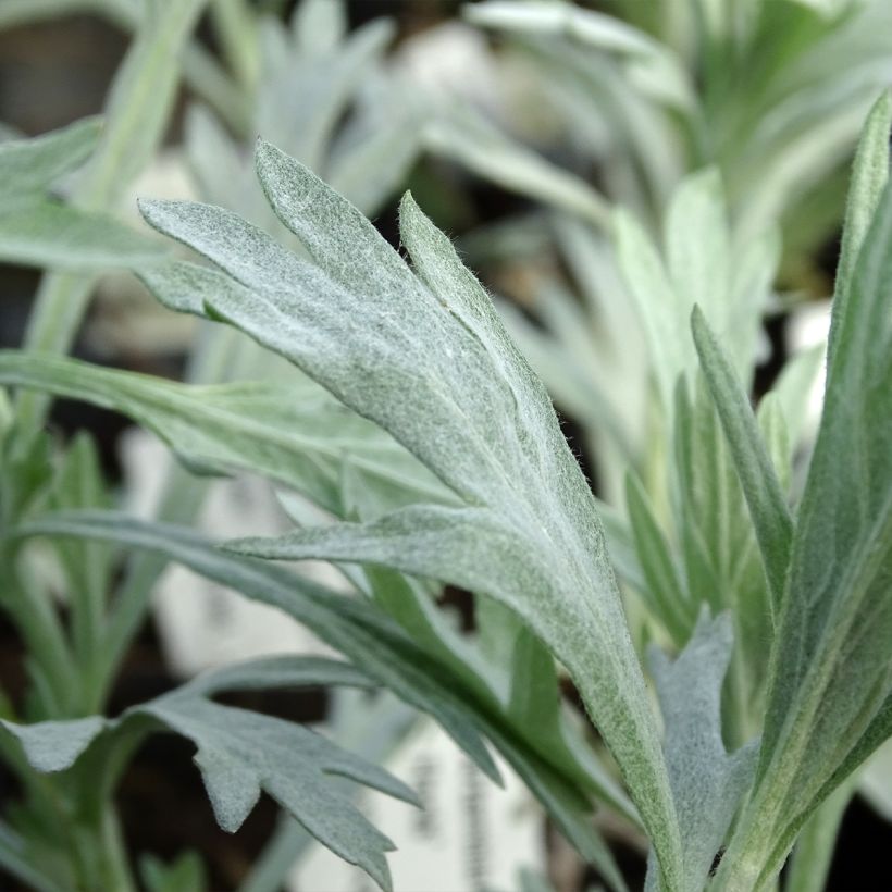 Silbriger Beifuß Valerie Finnis - Artemisia ludoviciana (Laub)