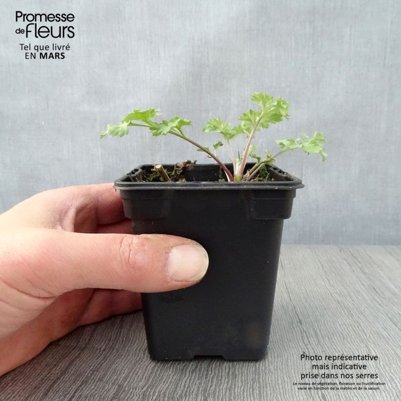 Exemplar von Gemeiner Beifuß Bio - Artemisia vulgaris Kleine Töpfe von 7/8 cm wie im Frühjahr geliefert