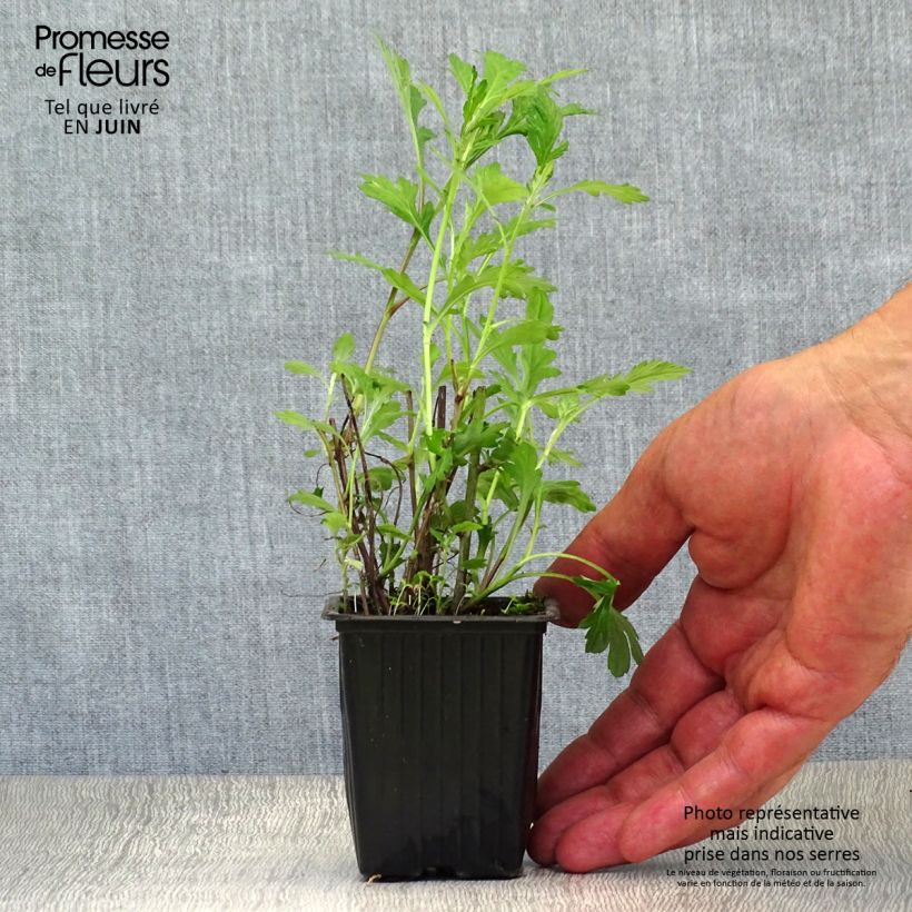 Exemplar von Gemeiner Beifuß - Artemisia vulgaris Kleine Töpfe von 7/8 cm wie im Sommer geliefert