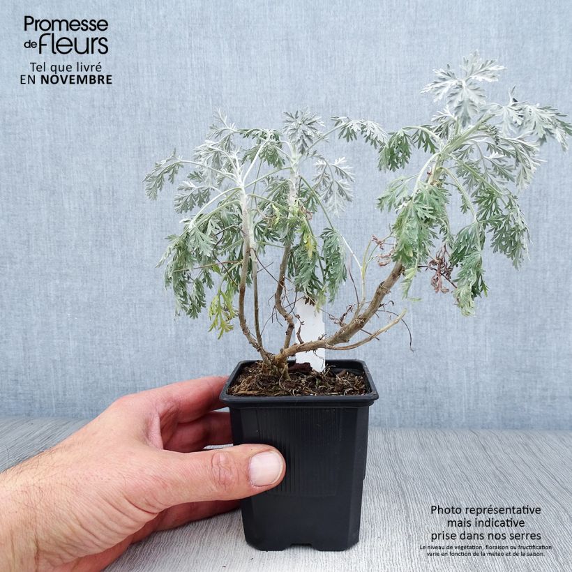 Exemplar von Strauch-Beifuß Powis Castle - Artemisia arborescens Kleine Töpfe von 8/9 cm wie im Herbst geliefert