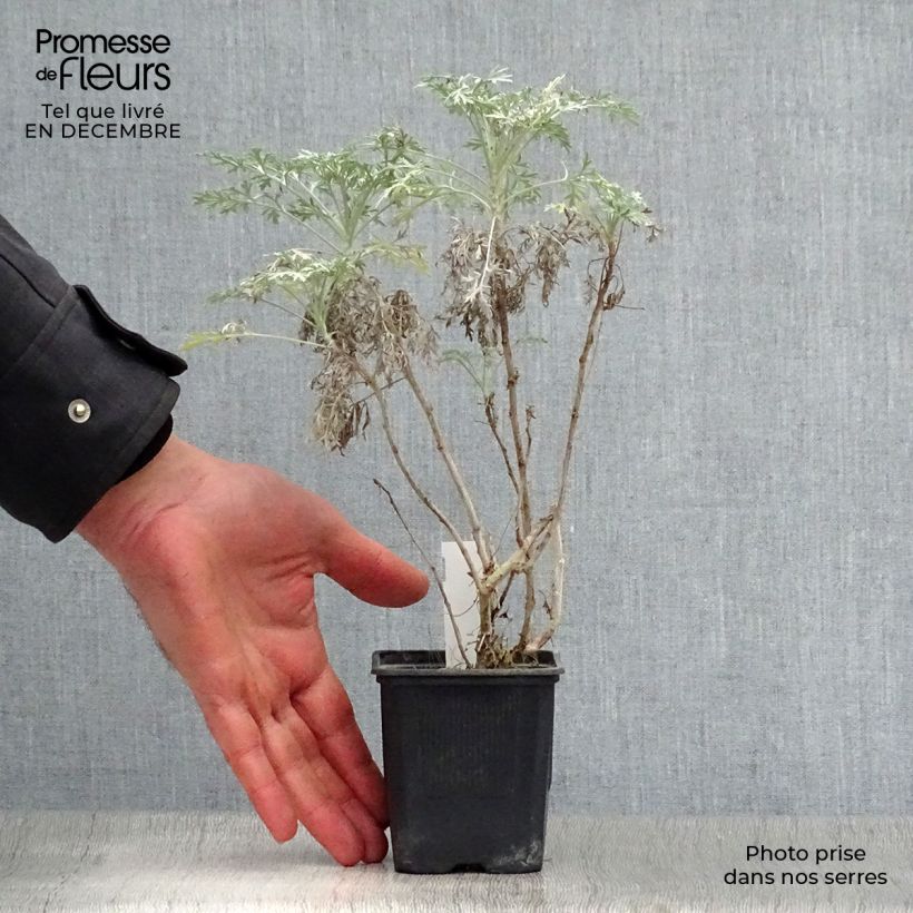 Exemplar von Strauch-Beifuß Powis Castle - Artemisia arborescens Kleine Töpfe von 8/9 cm wie im Winter geliefert