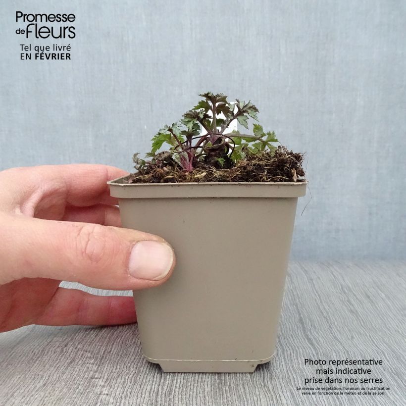 Exemplar von Elfenraute Jim Russel - Artemisia lactiflora Kleine Töpfe von 8/9 cm wie im Winter geliefert