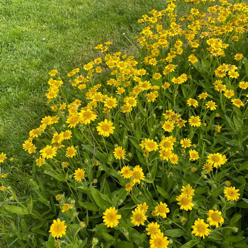 Amerikanische Bergarnika - Arnica chamissonis (Hafen)