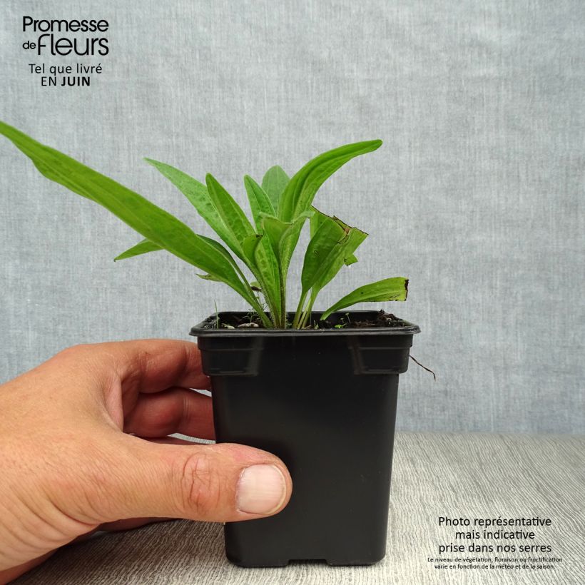 Exemplar von Arnika Bio - Arnica montana Kleine Töpfe von 7/8 cm wie im Sommer geliefert