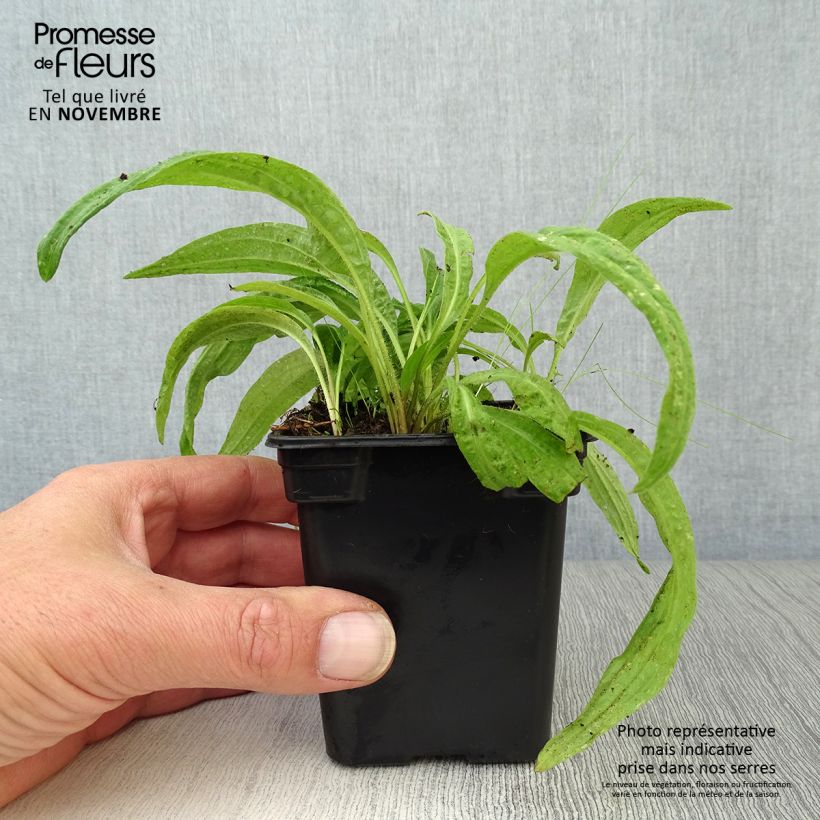 Exemplar von Arnika Bio - Arnica montana Kleine Töpfe von 7/8 cm wie im Herbst geliefert