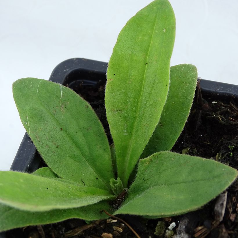 Arnika - Arnica montana (Laub)