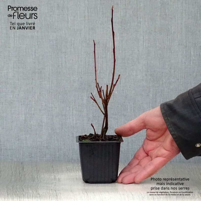 Exemplar von Filzige Apfelbeere Brilliant - Aronia arbutifolia Kleine Töpfe von 8/9 cm wie im Winter geliefert