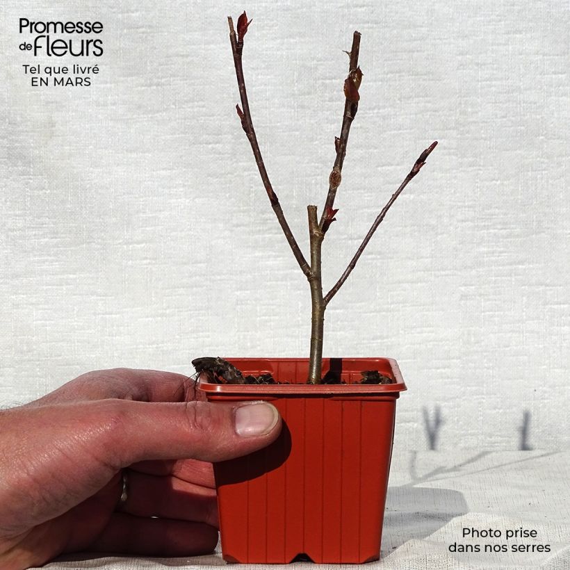 Exemplar von Filzige Apfelbeere Brilliant - Aronia arbutifolia Kleine Töpfe von 8/9 cm wie im Frühjahr geliefert