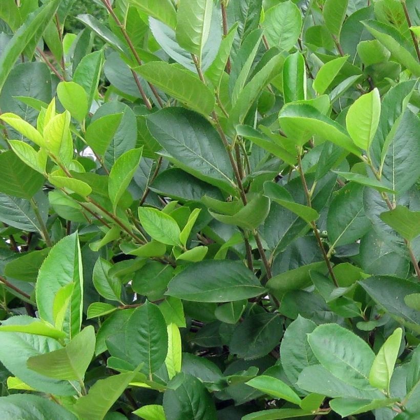 Apfelbeere - Aronia melanocarpa (Laub)