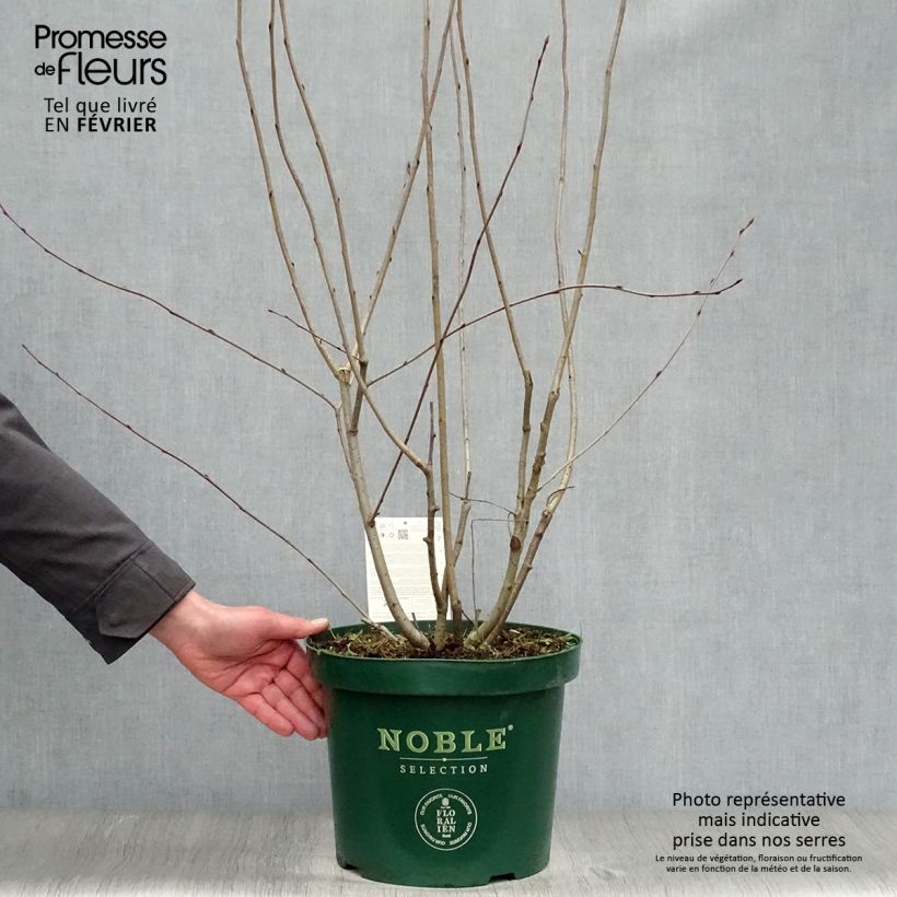 Exemplar von Apfelbeere Autumn Magic - Aronia melanocarpa Topf mit 7,5L/10L wie im Winter geliefert