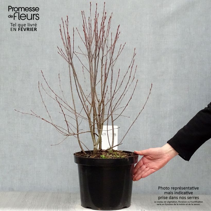 Exemplar von Aronia melanocarpa Professor Ed - Schwarze Apfelbeere Topf mit 7,5L/10L wie im Winter geliefert