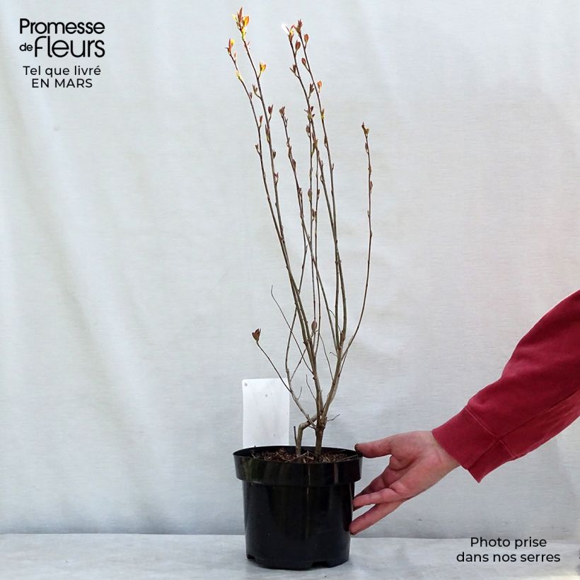 Exemplar von Aronia melanocarpa Hugin - Schwarze Apfelbeere Topf mit 2L/3L wie im Winter geliefert