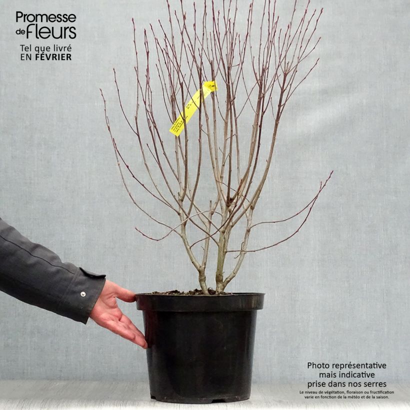 Exemplar von Aronia melanocarpa Hugin - Schwarze Apfelbeere Topf mit 7,5L/10L wie im Winter geliefert