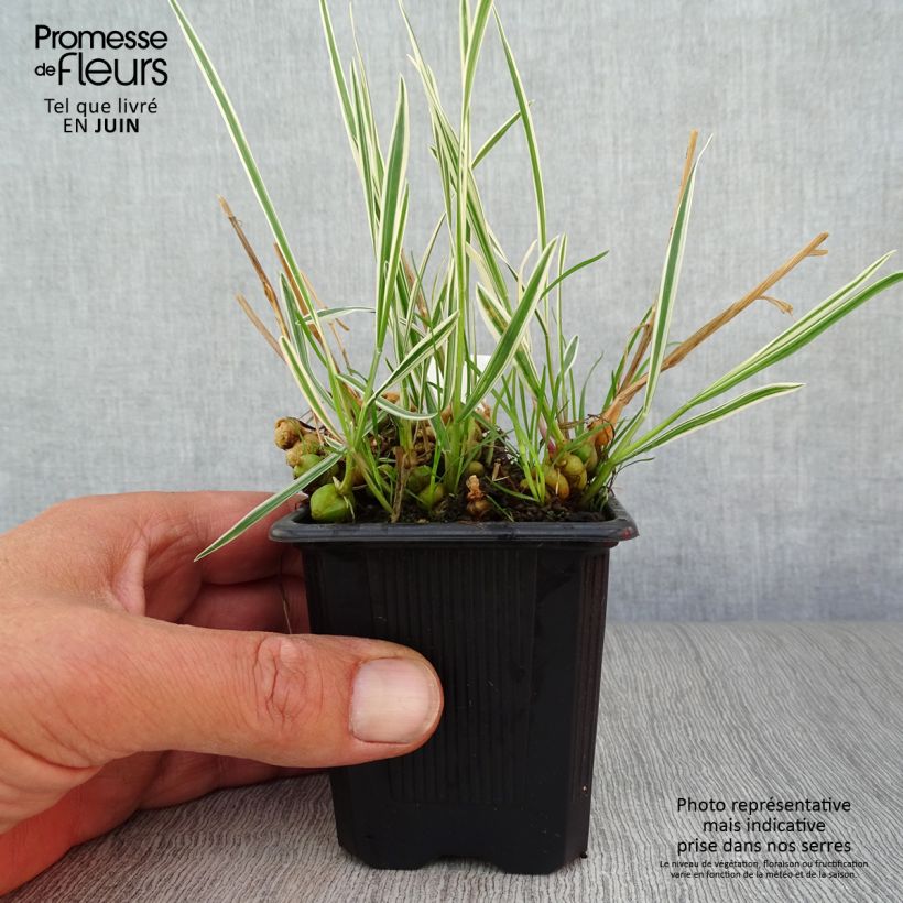 Exemplar von Arrhenatherum bulbosum Variegatum - Glatthafer Kleine Töpfe von 8/9 cm wie im Sommer geliefert