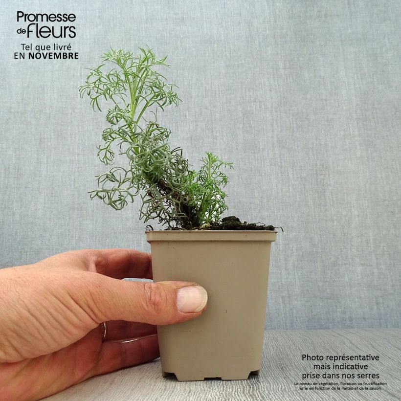 Exemplar von Kampferwermut Canescens - Artemisia alba Kleine Töpfe von 8/9 cm wie im Herbst geliefert