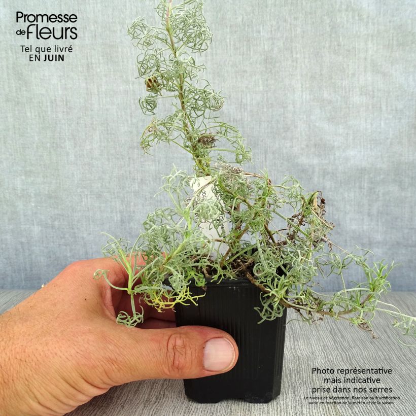 Exemplar von Kampferwermut Canescens - Artemisia alba Kleine Töpfe von 8/9 cm wie im Sommer geliefert